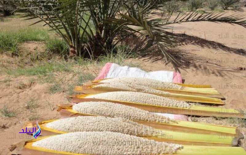 بدء موسم لقاح النخيل ورحلة البحث عن الكوز بالوادي الجديد 