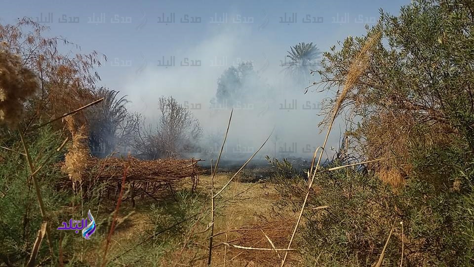حريق بمزرعة نخيل بالداخلة حريق بمزرعة نخيل بالداخلة