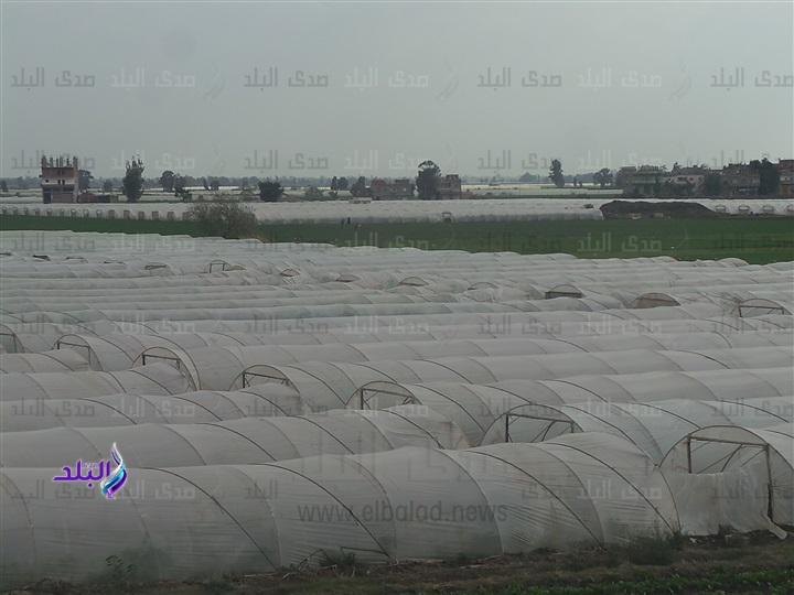 صوب زراعية بالدقهلية