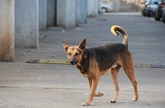 صوره ارشيفيه