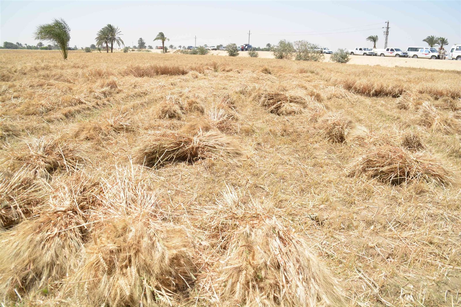 القمح القمح