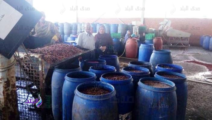 زيتون مخلل مجهول المصدر 