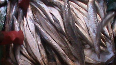 أرشيفية أرشيفية