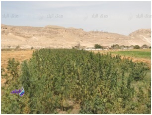 مزرعة البانجو المضبوطة