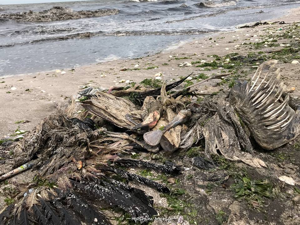 العثور على كميات كبيرة من الطيور المهاجرة مقتولة ببورسعيد 