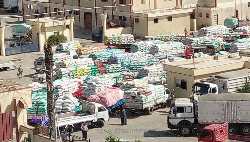  توريد القمح