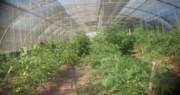أرشيفية أرشيفية