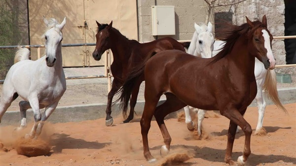 أرشيفية
