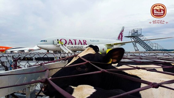 شحنة جديدة من الأبقار الألمانية لقطر