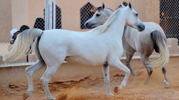 صورة أرشيفية صورة أرشيفية