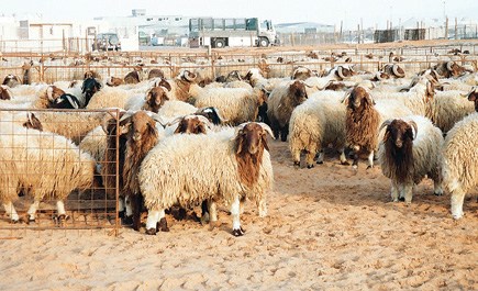 صورة أرشيفية