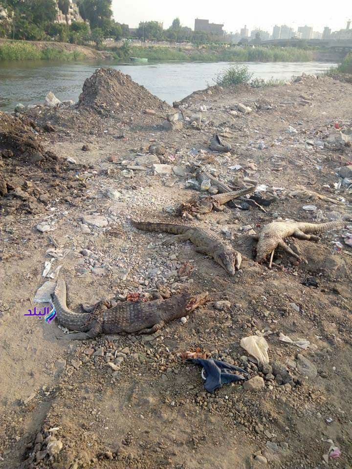 جانب من الحدث 