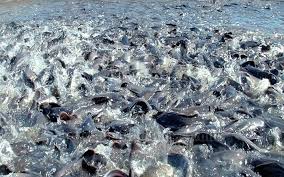 الثروة السمكية