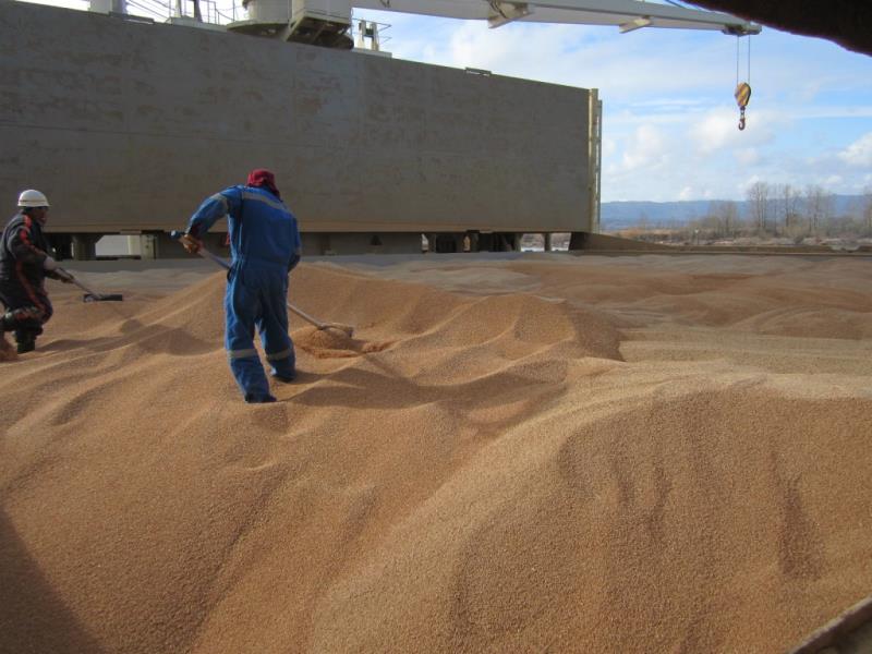 واردات القمح