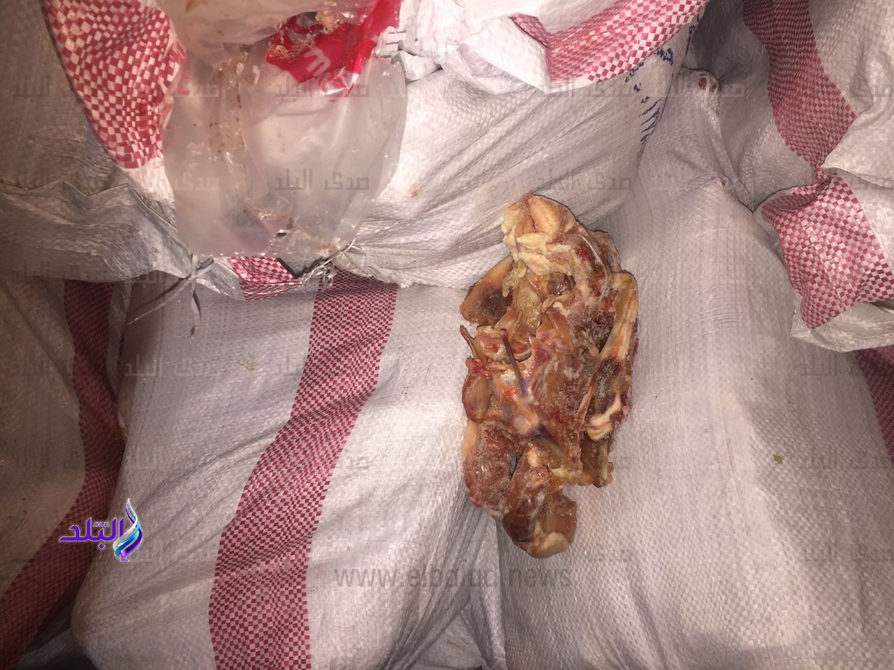 هياكل الدواجن الفاسدة 