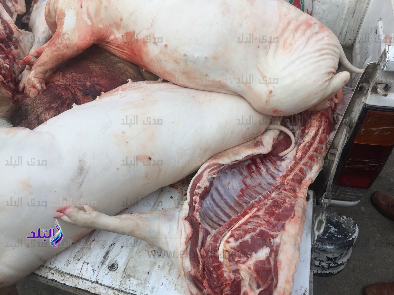 جانب من المضبوطات