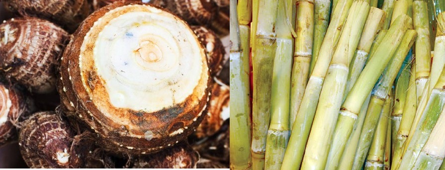 قلقاس وقصب فى عيد الغطاس 