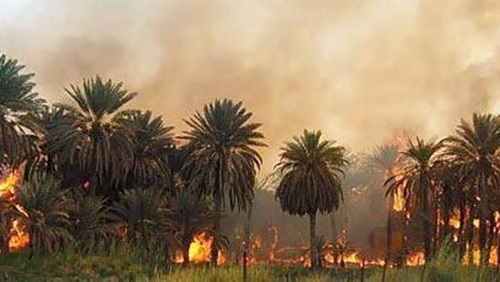 حريق في مزرعة نخيل حريق في مزرعة نخيل