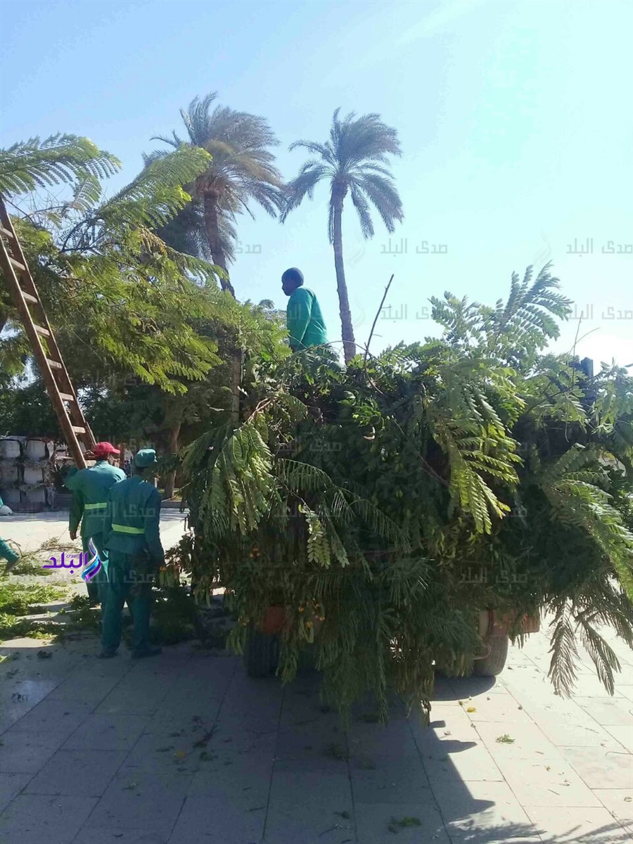 جانب من تقليم الاشجار ورفع المخلفات بشوارع الاقصر