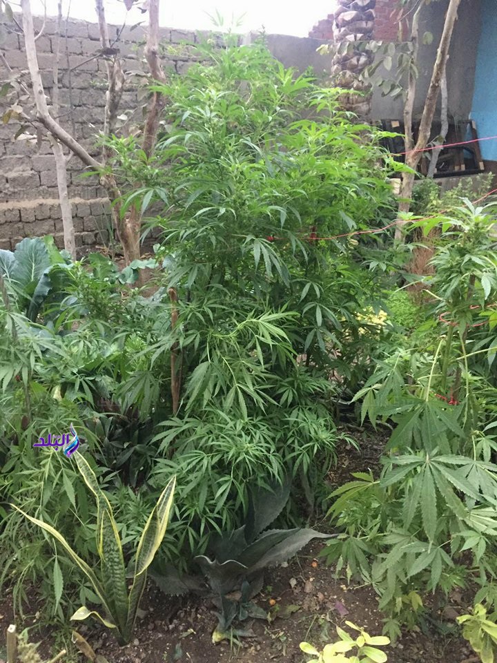 المضبوطات المضبوطات