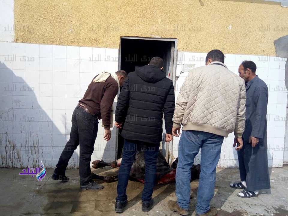 تفاصيل الاعتداء على أطباء مجزر كفر الشيخ لرفض ذبح بقرة نافقة تفاصيل الاعتداء على أطباء مجزر كفر الشيخ لرفض ذبح بقرة نافقة