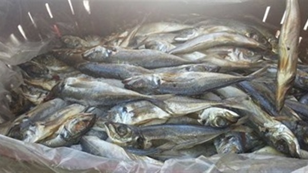 أسماك مجمدة - صورة أرشيفية