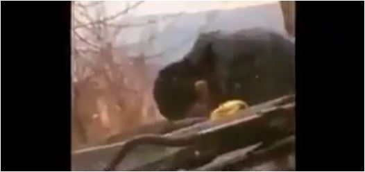 إيراني يبحث عن الطعام في القمامة