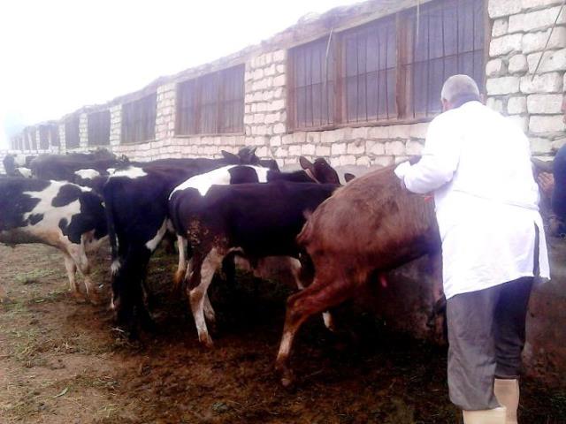 تحصين 335 ألف ماشية ضد مرض الحمى القلاعية بالشرقية