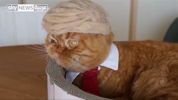 القط ترامب