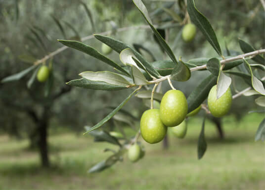 حدائق الزيتون - صورة أرشيفية