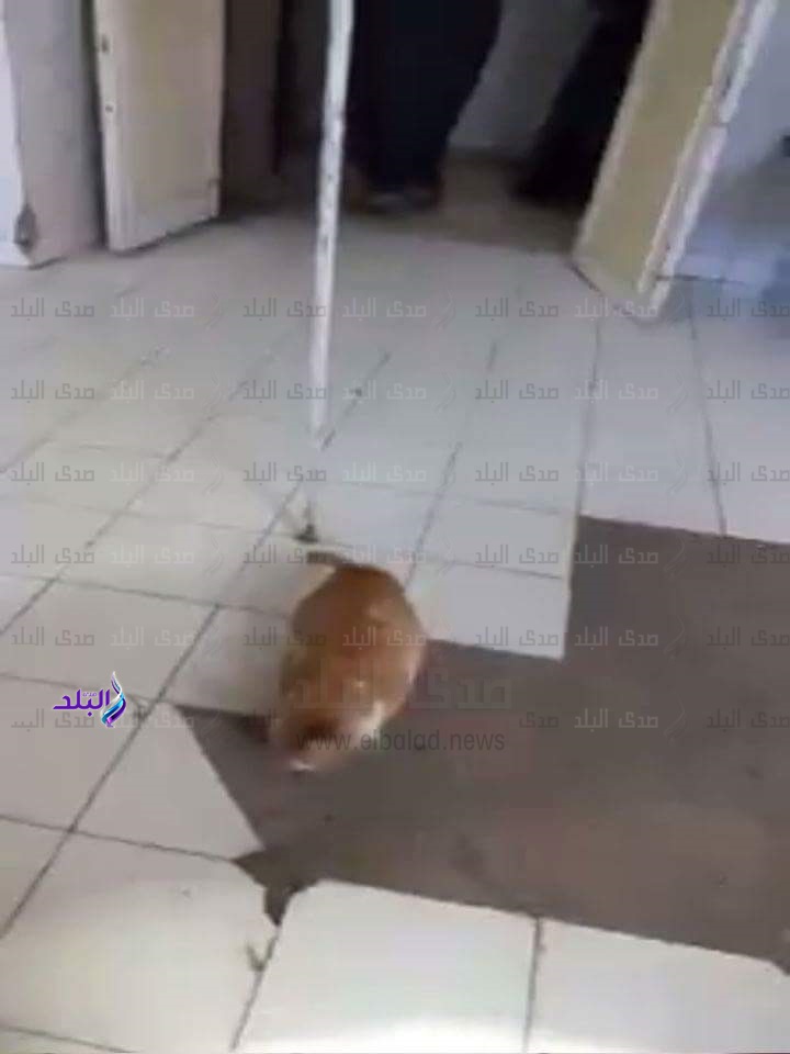 قطة داخل مستشفى شبراخيت بالبحيرة