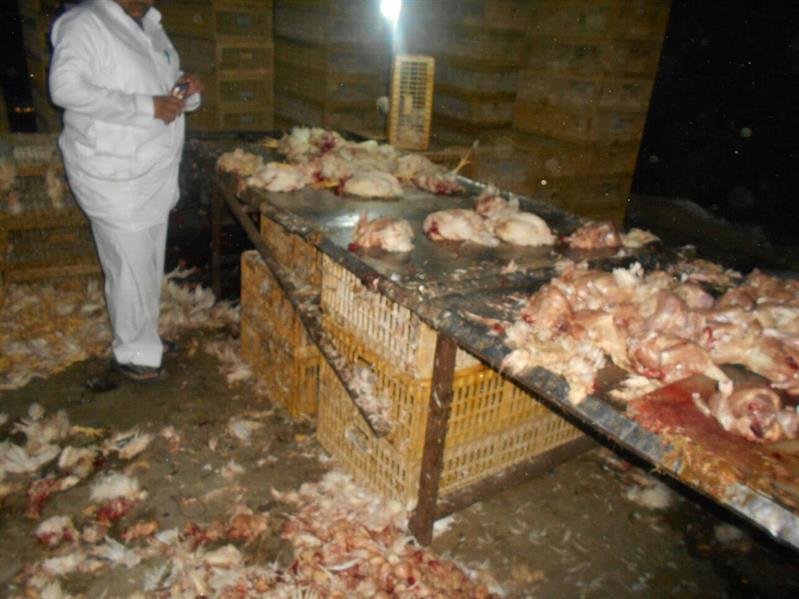 دواجن مذبوحة