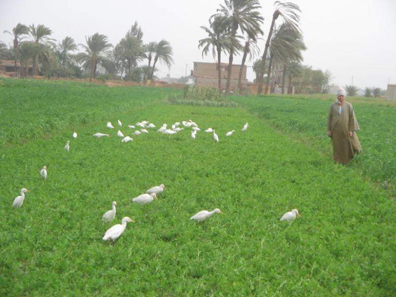 الزراعة فى مصر 