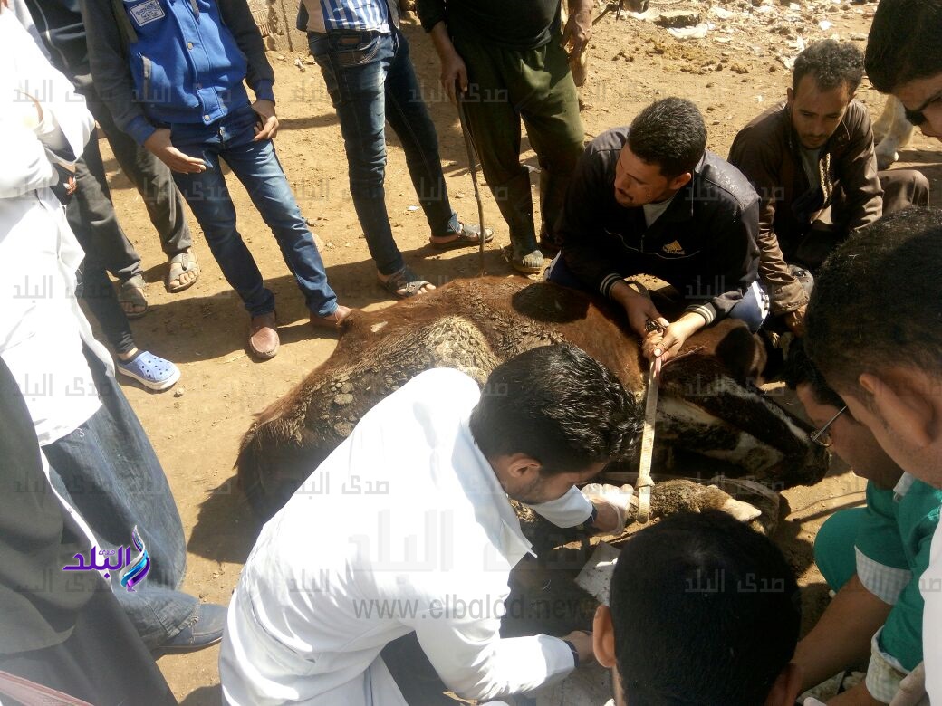 قافلة بيطرية