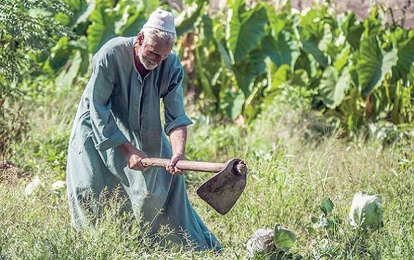مزارع - صورة أرشيفية