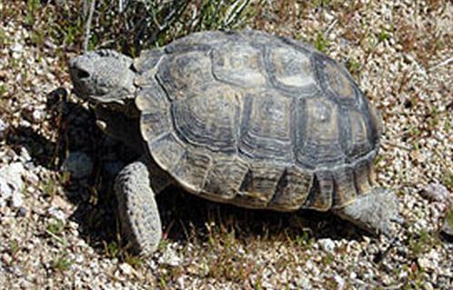 سرقة سلحفتين من داخل حديقة الحيوان