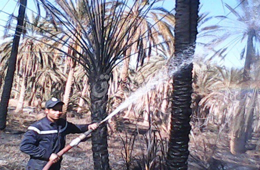 حرائق النخيل بالوادى الجديد حرائق النخيل بالوادى الجديد