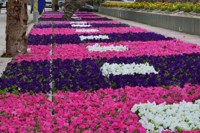 زهور - صورة أرشيفية