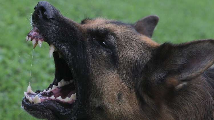 تحصين الكلاب - صورة أرشيفية