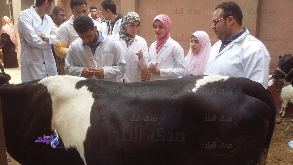 قافلة بيطرية