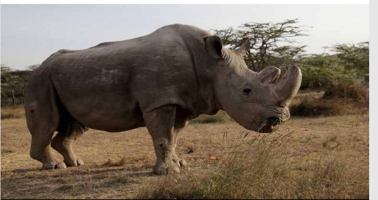 وحيد القرن الأخير 