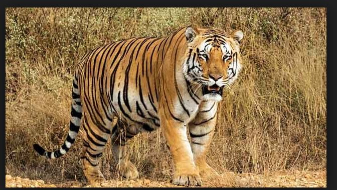 النمر حيوان مفترس بالغ القوة 