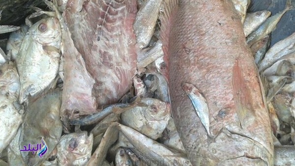 أسماك فاسدة - صورة أرشيفية