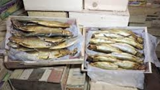 صورة أرشيفية - رنجة فاسدة