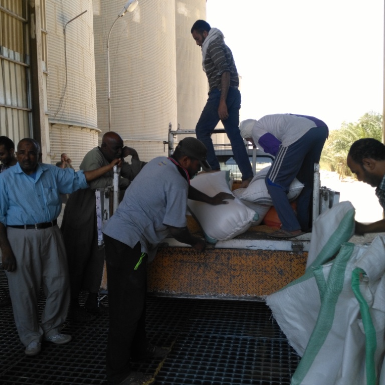 توريد  قمح 