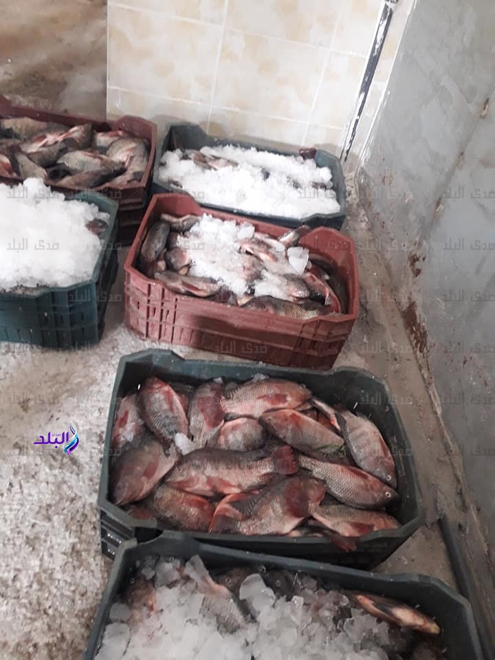 أسماك "غليون" أسماك "غليون"