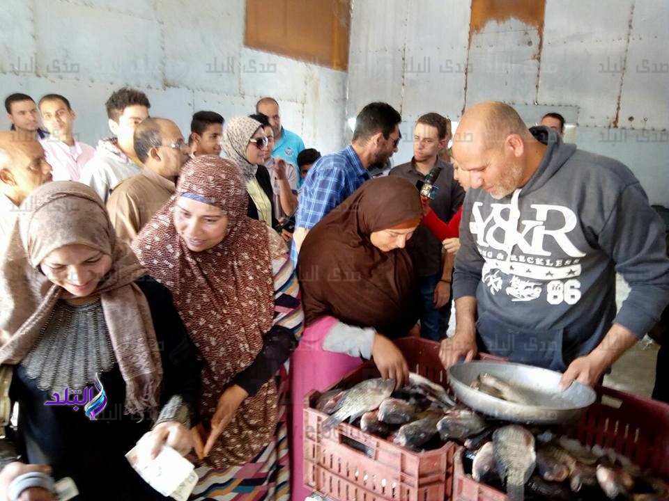 إقبال على منافذ بيع أسماك "غليون" في كفر الشيخ إقبال على منافذ بيع أسماك "غليون" في كفر الشيخ