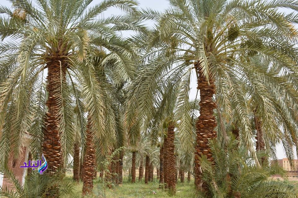 مزارع نخيل السياحة مزارع نخيل السياحة