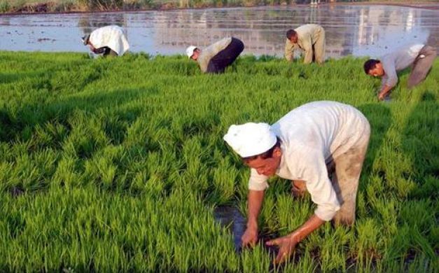 الزراعة فى مصر الزراعة فى مصر