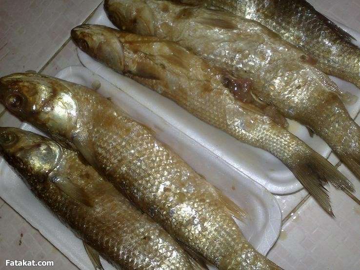 أسماك مملحة